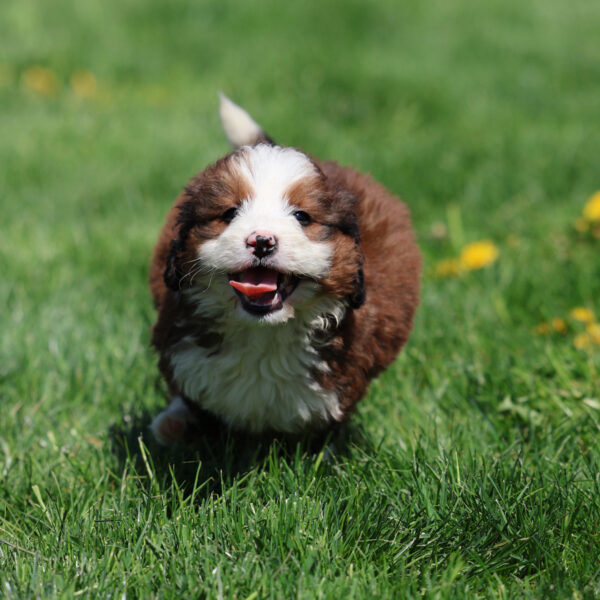 mini bernedoodle