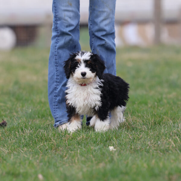 mini bernedoodle breeder near me