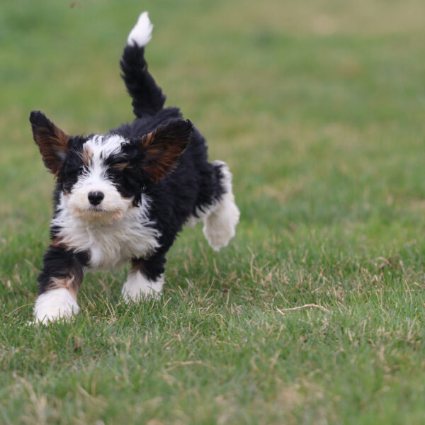 mini bernedoodle breeders near me