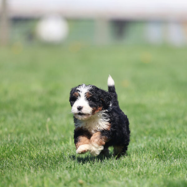 mini bernedoodle for sale