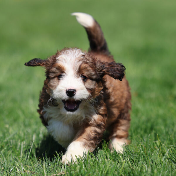 mini bernedoodle for sale