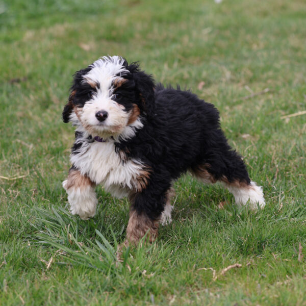 mini bernedoodle for sale near me