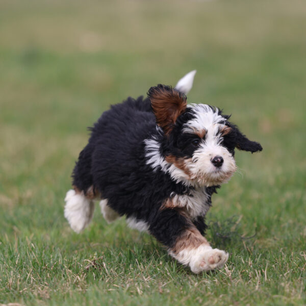 mini bernedoodle near me