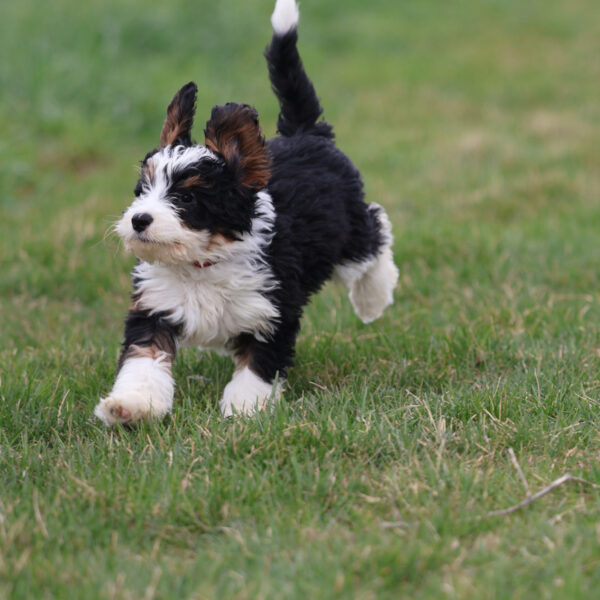 mini bernedoodle pa