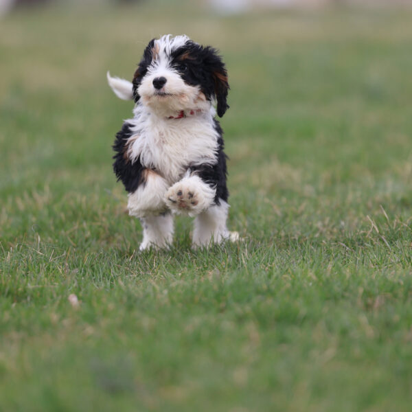 mini bernedoodle pennsylvania