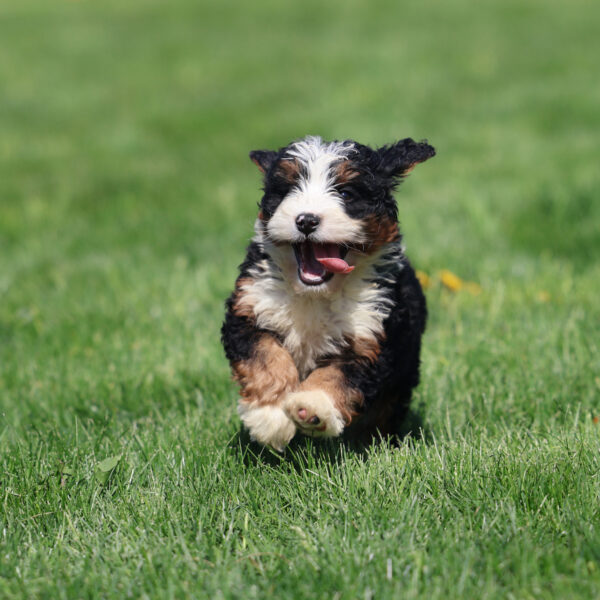 mini bernedoodle puppies