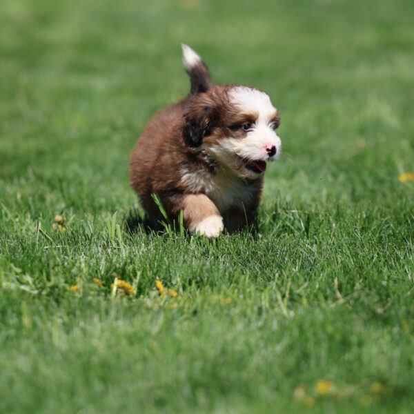 mini bernedoodle puppies