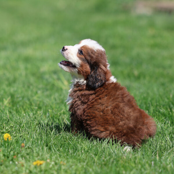 mini bernedoodle puppies
