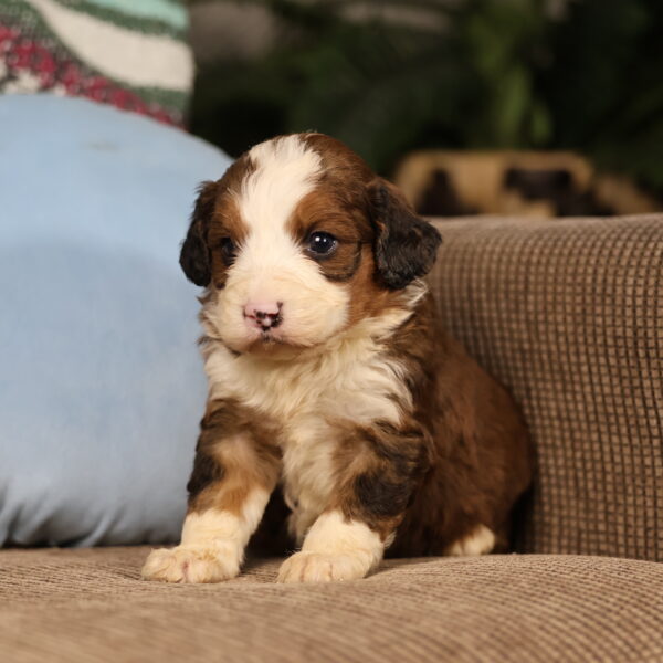 mini bernedoodle puppies for sale