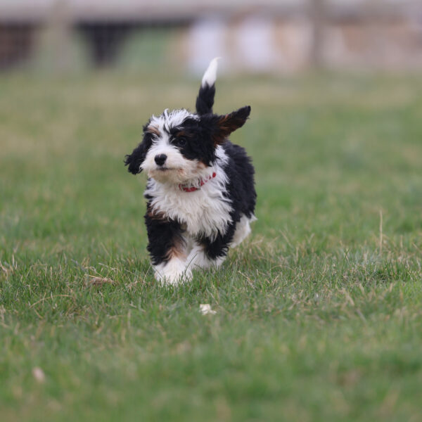 mini bernedoodle puppies for sale