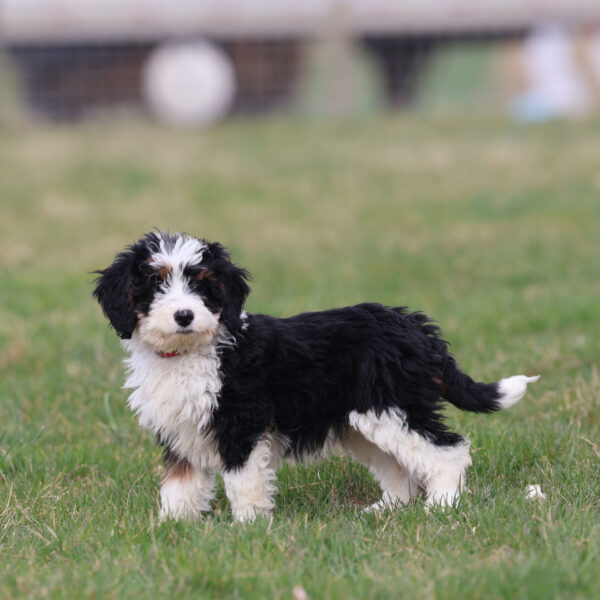 mini bernedoodle puppies for sale in pa