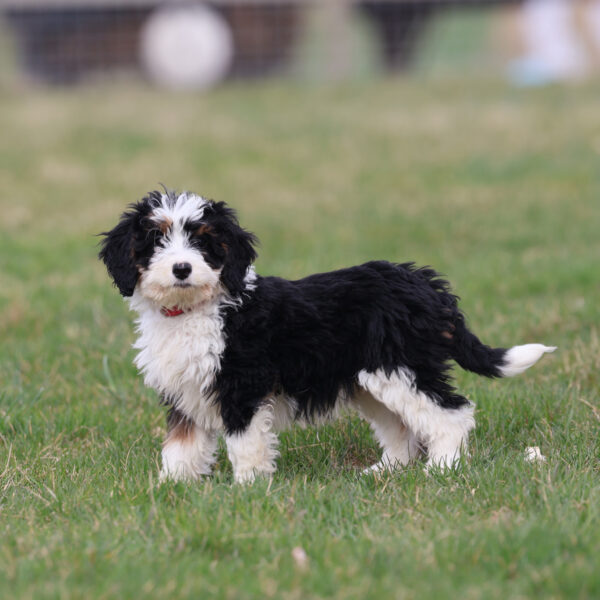 mini bernedoodle puppies near me