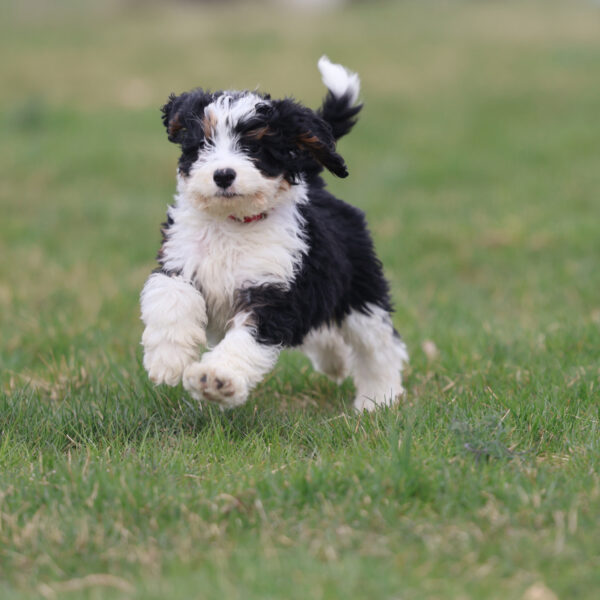 mini bernedoodle puppies pennsylvania