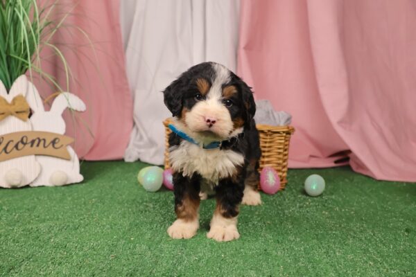 mini bernedoodle puppies pennsylvania