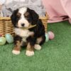 mini bernedoodle puppy for adoption