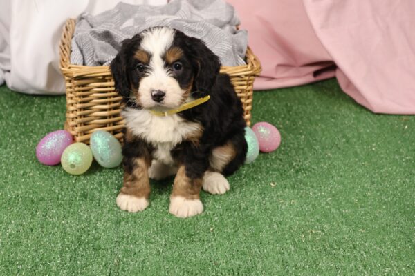 mini bernedoodle puppy for adoption