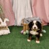 mini bernedoodle puppy