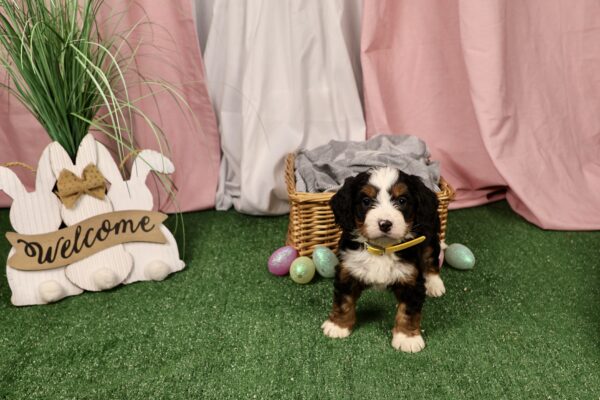 mini bernedoodle puppy