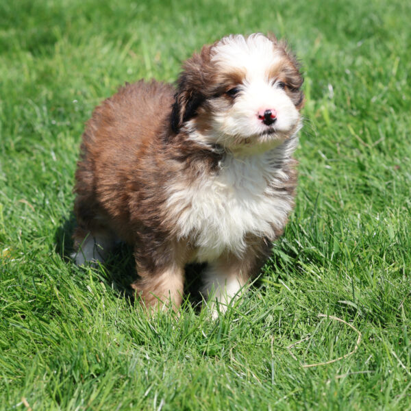 mini bernedoodles