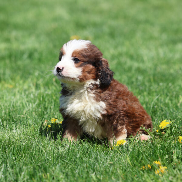 mini bernedoodles