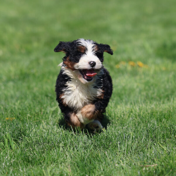 mini bernedoodles