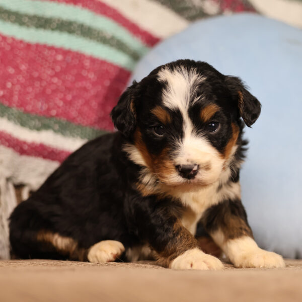 mini bernedoodles for sale near me