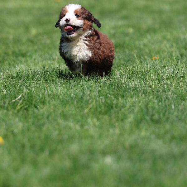 miniature bernedoodle