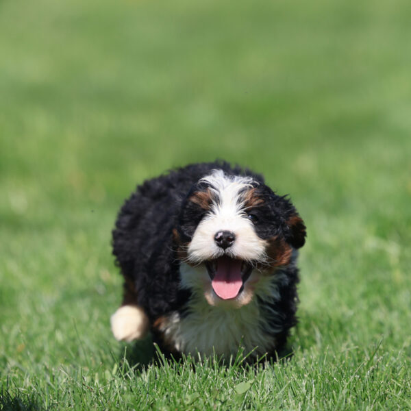 miniature bernedoodle