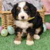 miniature bernedoodle for sale