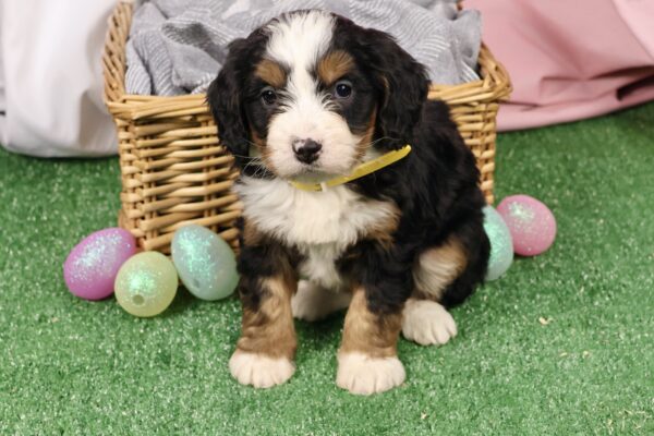miniature bernedoodle for sale