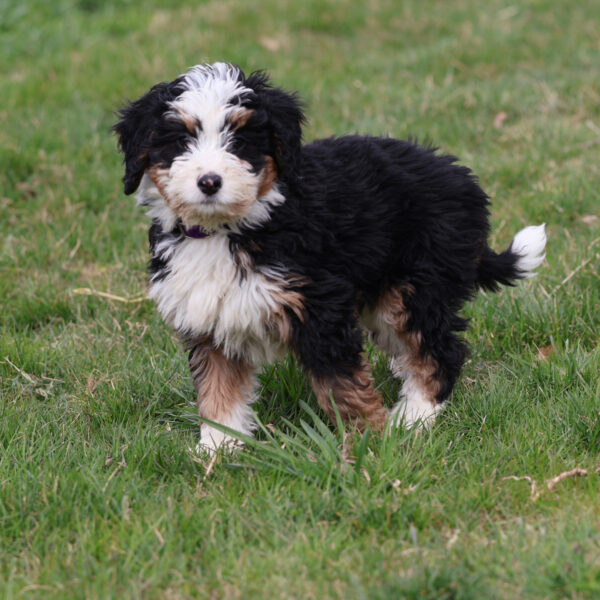 miniature bernedoodle for sale near me