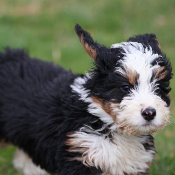 miniature bernedoodle near me