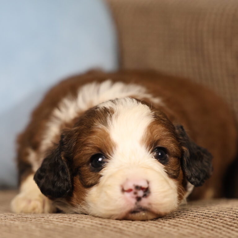 puppies for sale in pa