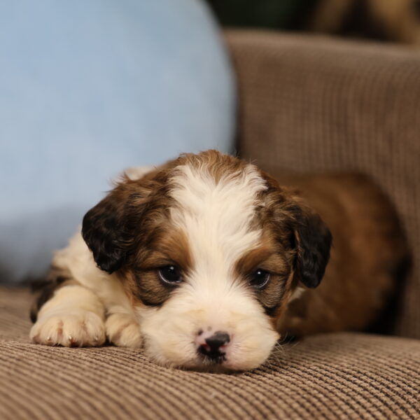 red and white bernedoodle