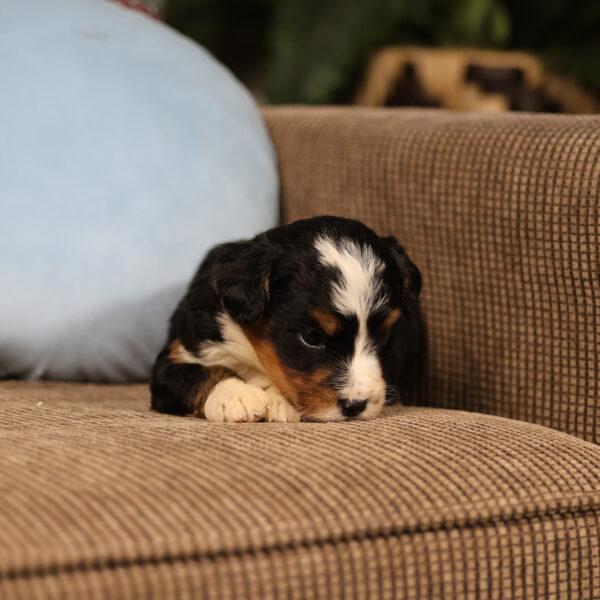 puppies for sale in pa