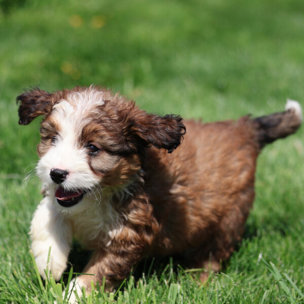 red and white bernedoodle
