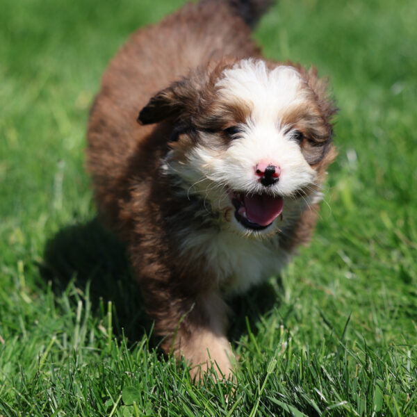 red and white bernedoodle