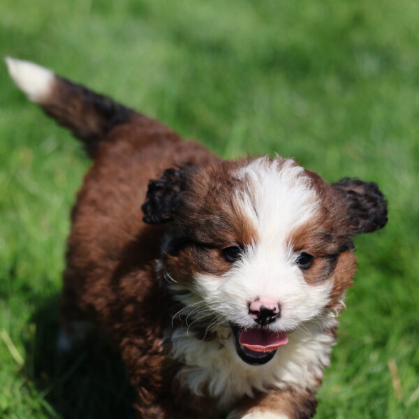 red and white bernedoodle