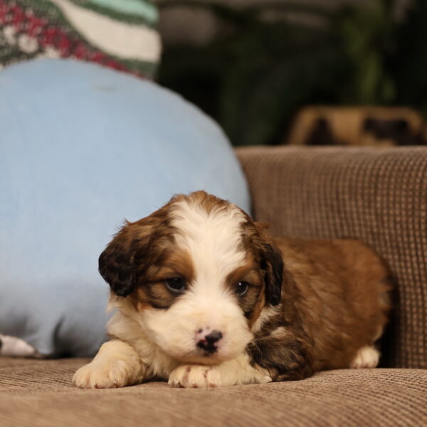 red and white bernedoodle