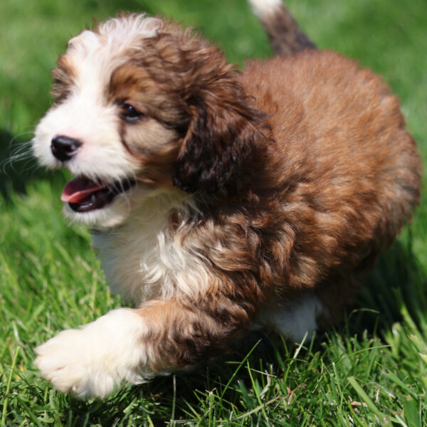 red bernedoodle