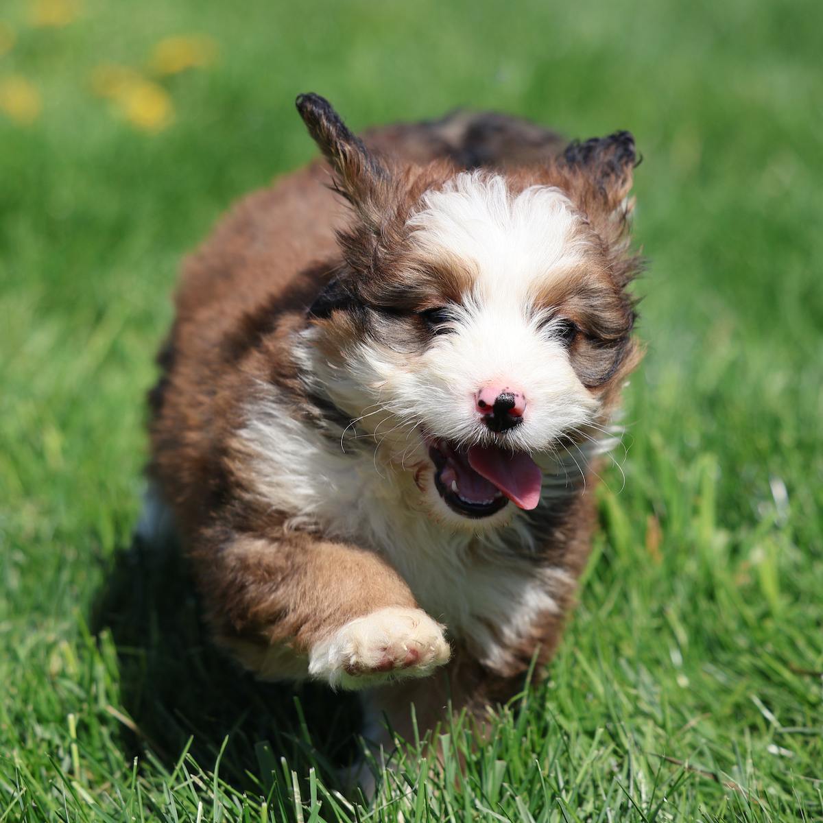 red bernedoodle