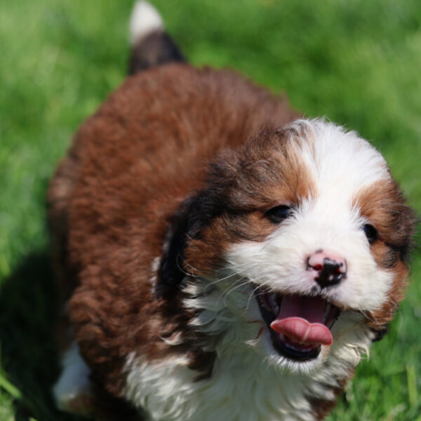 red bernedoodle