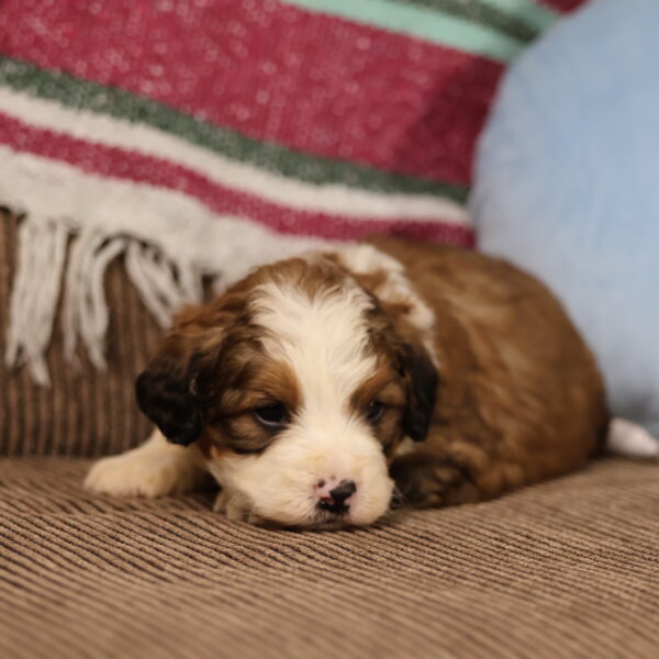 red bernedoodle