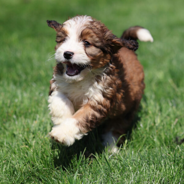 red merle bernedoodle