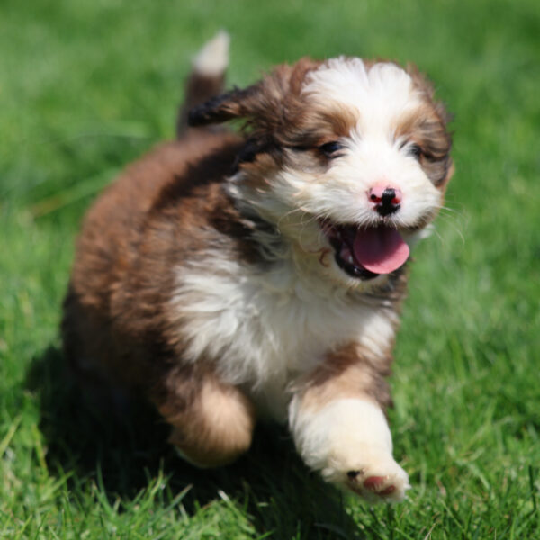 red merle bernedoodle