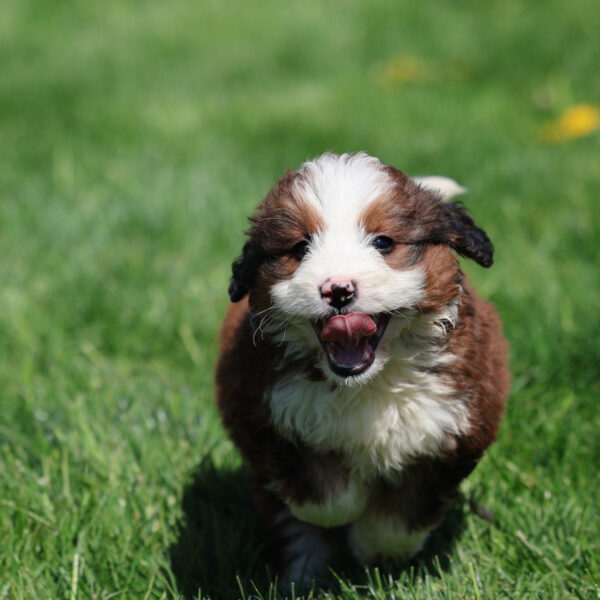 red merle bernedoodle