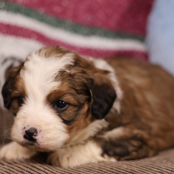 red merle bernedoodle
