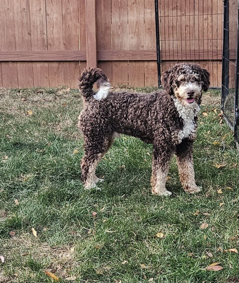 Father Bernedoodle Dog