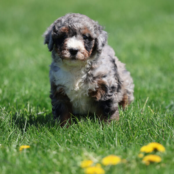 bernedoodle puppy pa