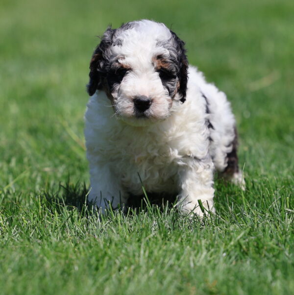 bernedoodle